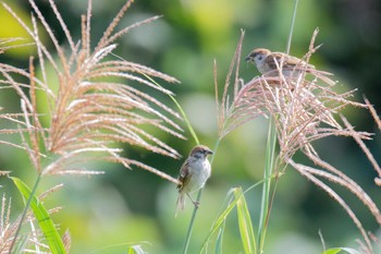 2017年10月8日(日) 大崎公園(逗子市)の野鳥観察記録