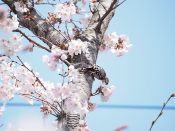 コゲラ 多摩川 2022年3月30日(水)