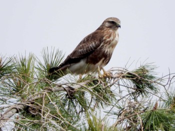 2022年3月30日(水) 葛西臨海公園の野鳥観察記録