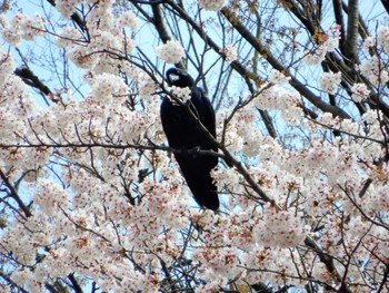 Large-billed Crow Kinuta Park Wed, 3/30/2022