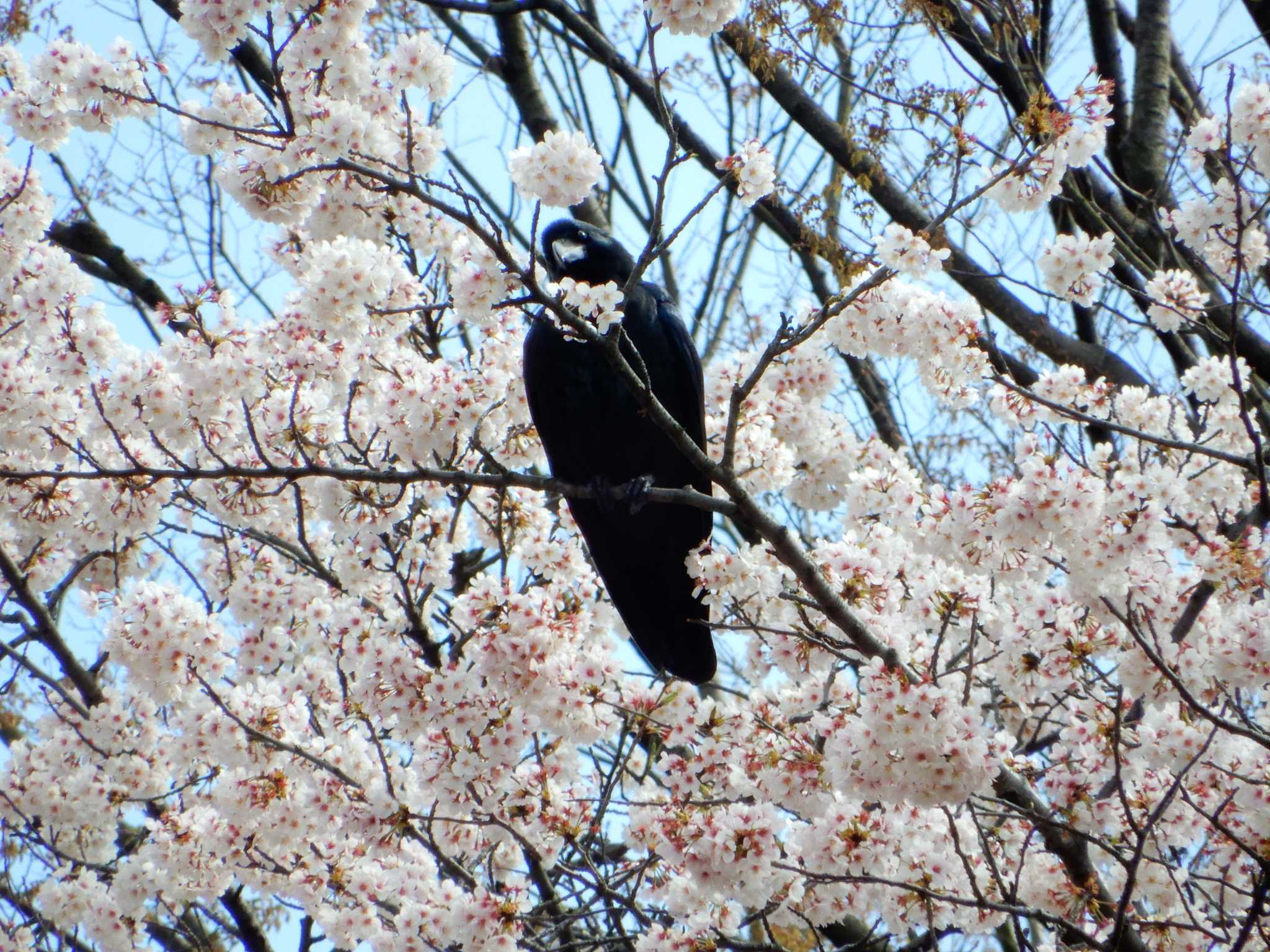 Large-billed Crow