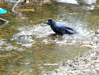 Large-billed Crow Kinuta Park Wed, 3/30/2022