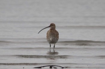 Eurasian Curlew 東よか干潟 Wed, 3/30/2022