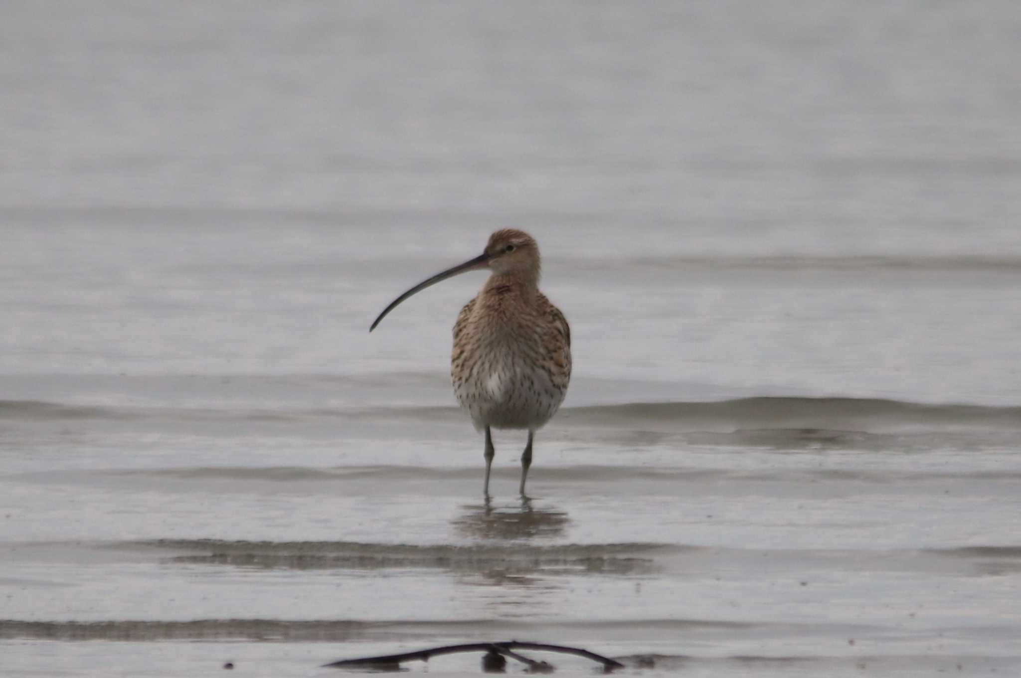 Photo of Eurasian Curlew at 東よか干潟 by momochan