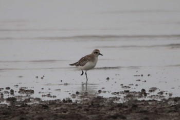 Grey Plover 東よか干潟 Wed, 3/30/2022