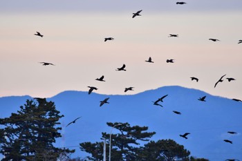 カワウ 静岡県 太田川(磐田市) 2022年1月30日(日)