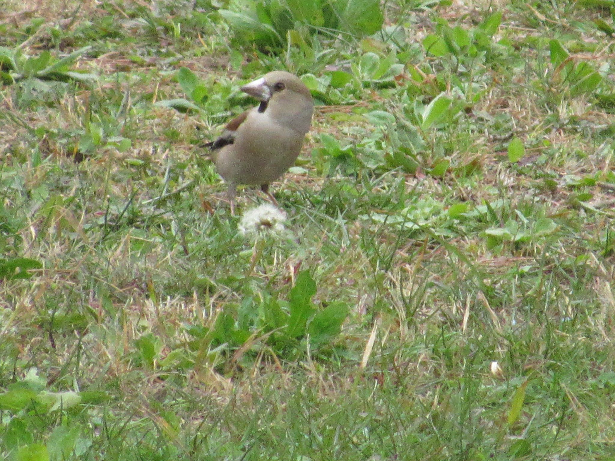 Photo of Hawfinch at  by 田んぼのいわし
