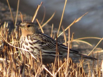 Red-throated Pipit 加古大池 Sat, 2/12/2022