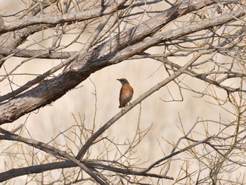 Sat, 3/5/2022 Birding report at 芝川第一調節池(芝川貯水池)