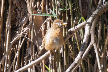 2017年10月27日(金) 衣笠山公園の野鳥観察記録