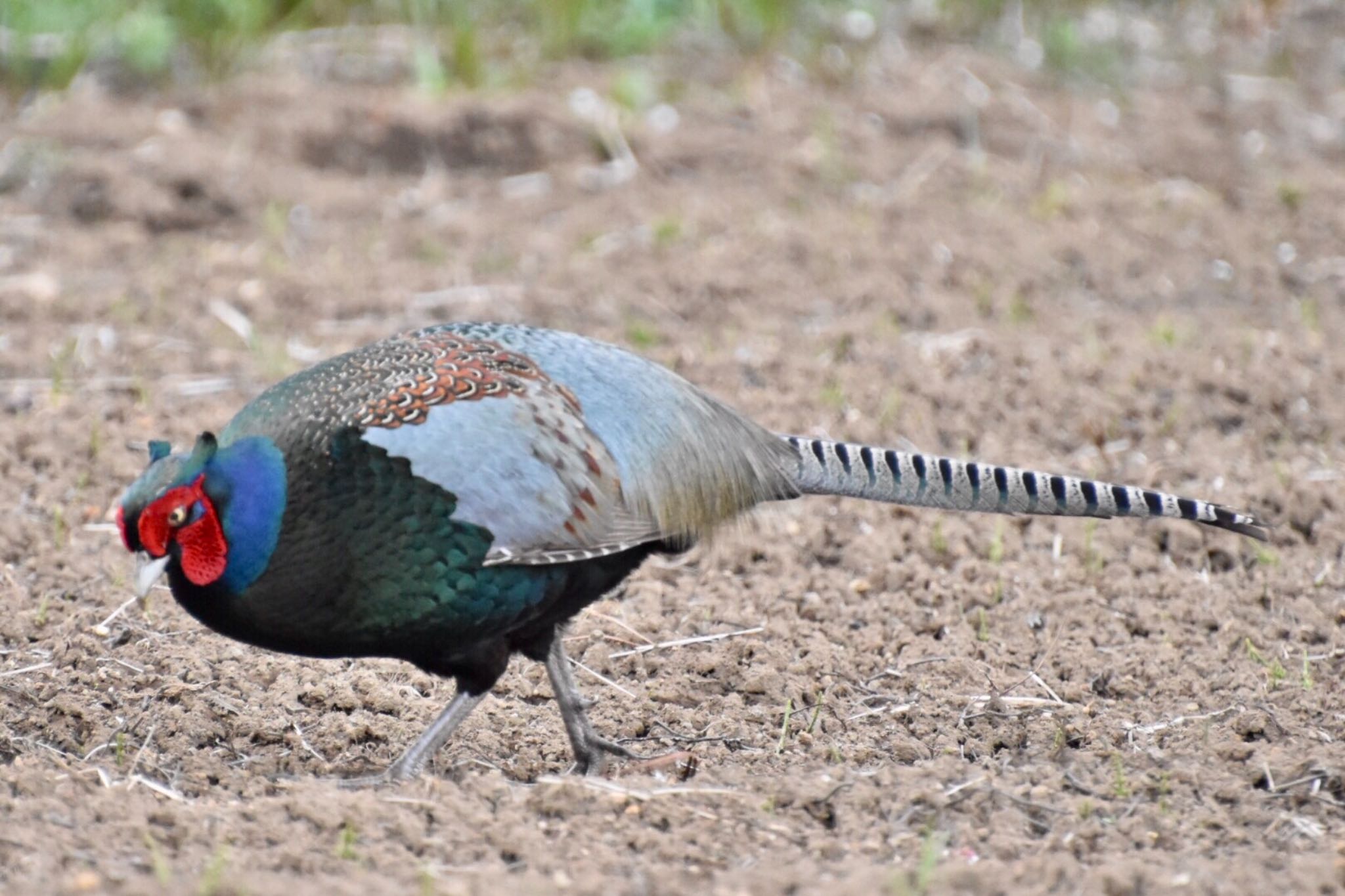 Photo of Green Pheasant at 宮ヶ瀬 by 遼太