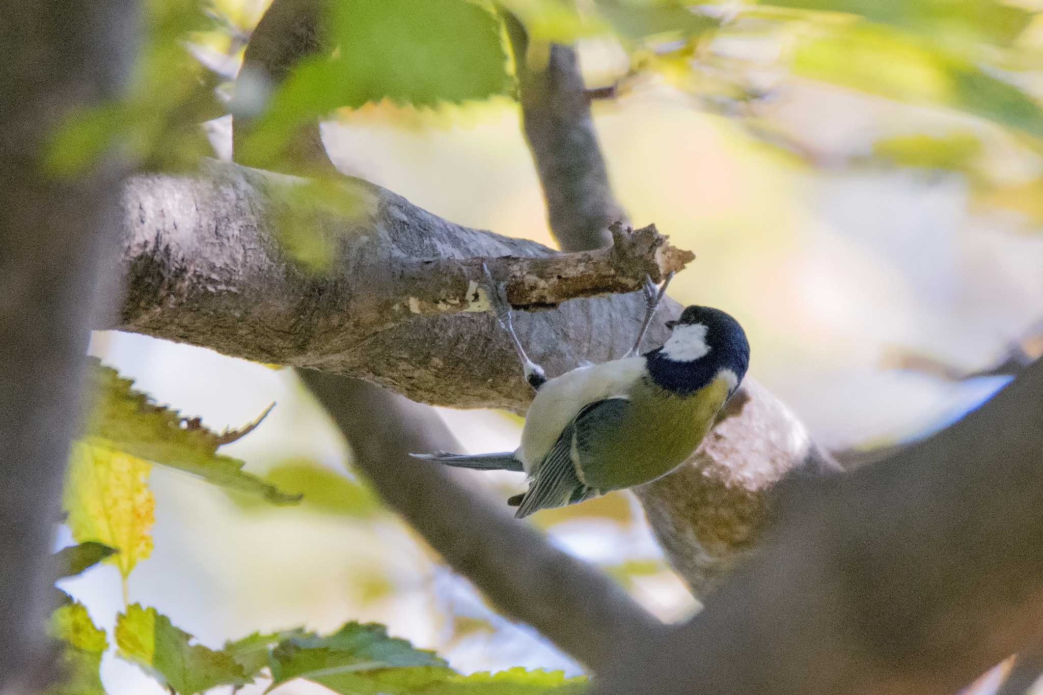 シジュウカラ