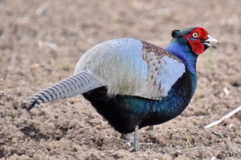 Green Pheasant 宮ヶ瀬 Wed, 3/30/2022