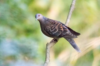 2017年10月27日(金) 佐助稲荷の野鳥観察記録