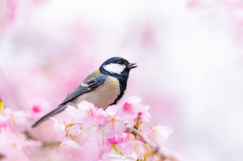 Japanese Tit 薬師池 Mon, 3/21/2022