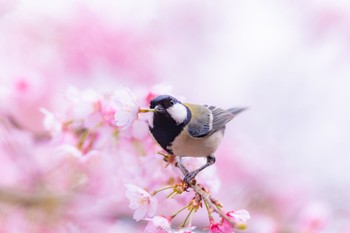 シジュウカラ 薬師池公園 2022年3月21日(月)