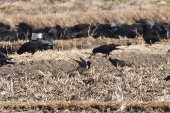 コクマルガラス 埼玉県 2022年2月16日(水)