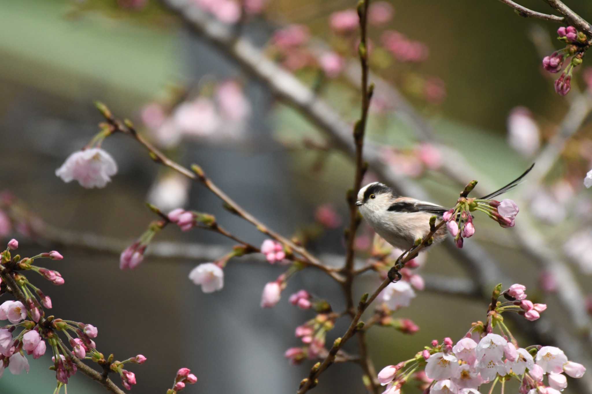  エナガの写真 by TK2