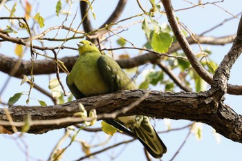 White-bellied Green Pigeon 猪名川公園 Wed, 3/30/2022