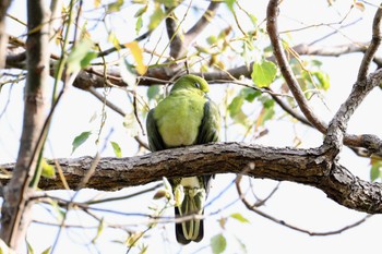 White-bellied Green Pigeon 猪名川公園 Wed, 3/30/2022