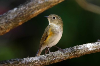 ルリビタキ 各務野自然遺産の森 2022年3月14日(月)