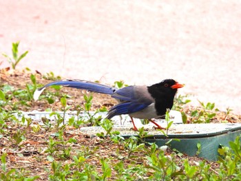 Red-billed Blue Magpie 奥林匹克森林公園(北京) Tue, 3/29/2022