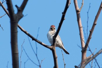 Common Redpoll 北陸 Sun, 11/5/2017