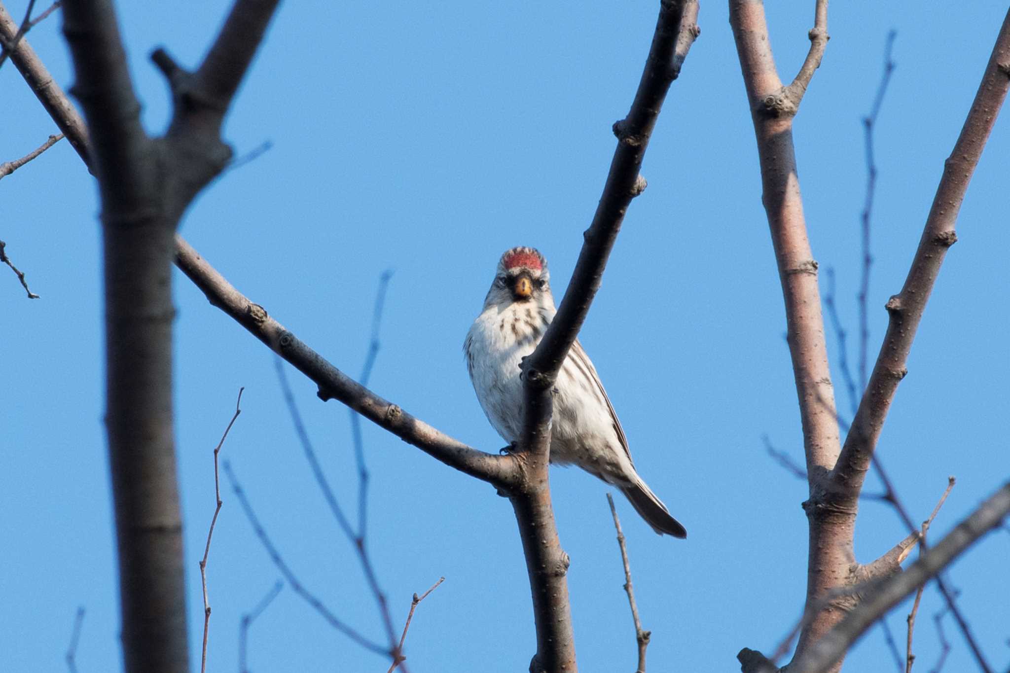 Photo of Common Redpoll at 北陸