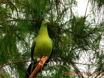 White-bellied Green Pigeon 恩納村 Wed, 3/30/2022