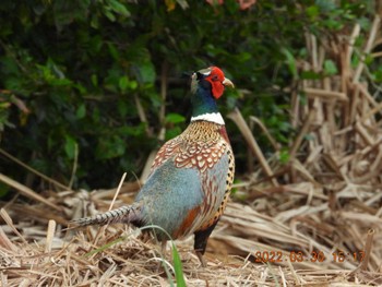 Common Pheasant 恩納村 Wed, 3/30/2022