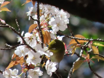 メジロ 和歌山県 2022年3月27日(日)