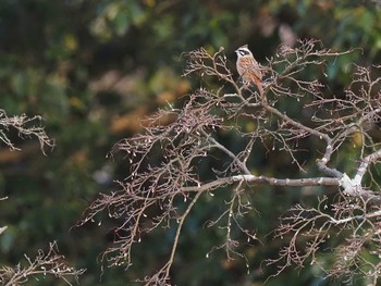 Meadow Bunting 狭山湖堤防 Fri, 3/25/2022