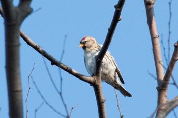 Common Redpoll 北陸 Sun, 11/5/2017