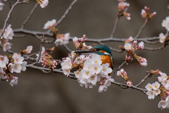 カワセミ 場所が不明 2022年3月28日(月)