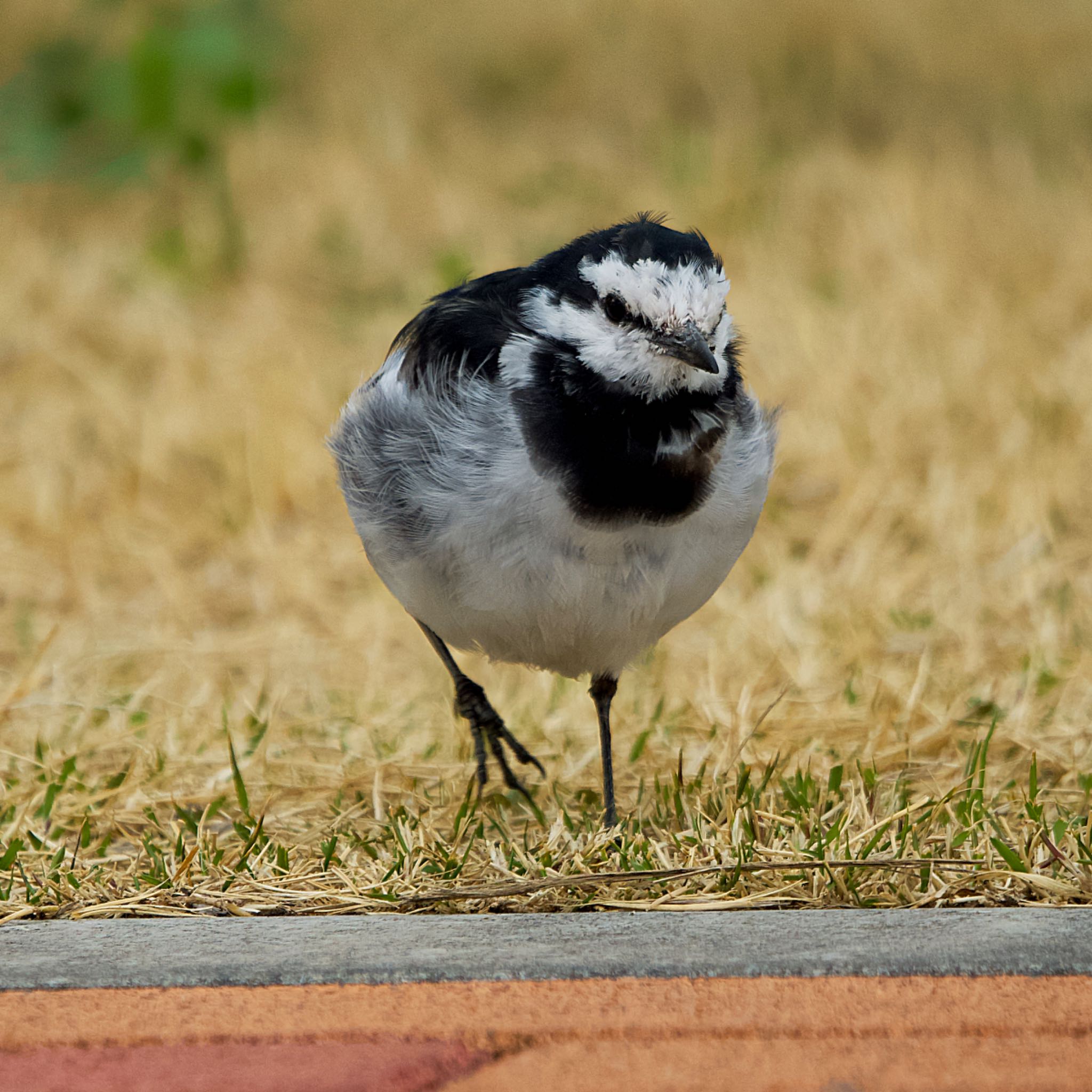 Photo of White Wagtail at 多摩川 by アポちん