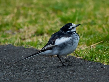 White Wagtail 多摩川 Mon, 3/21/2022