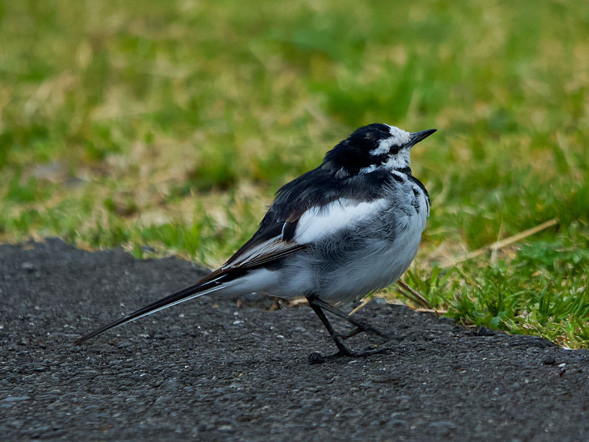 Photo of White Wagtail at 多摩川 by アポちん