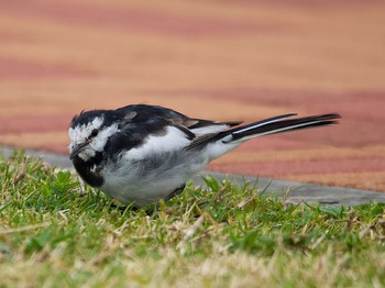 White Wagtail 多摩川 Mon, 3/21/2022