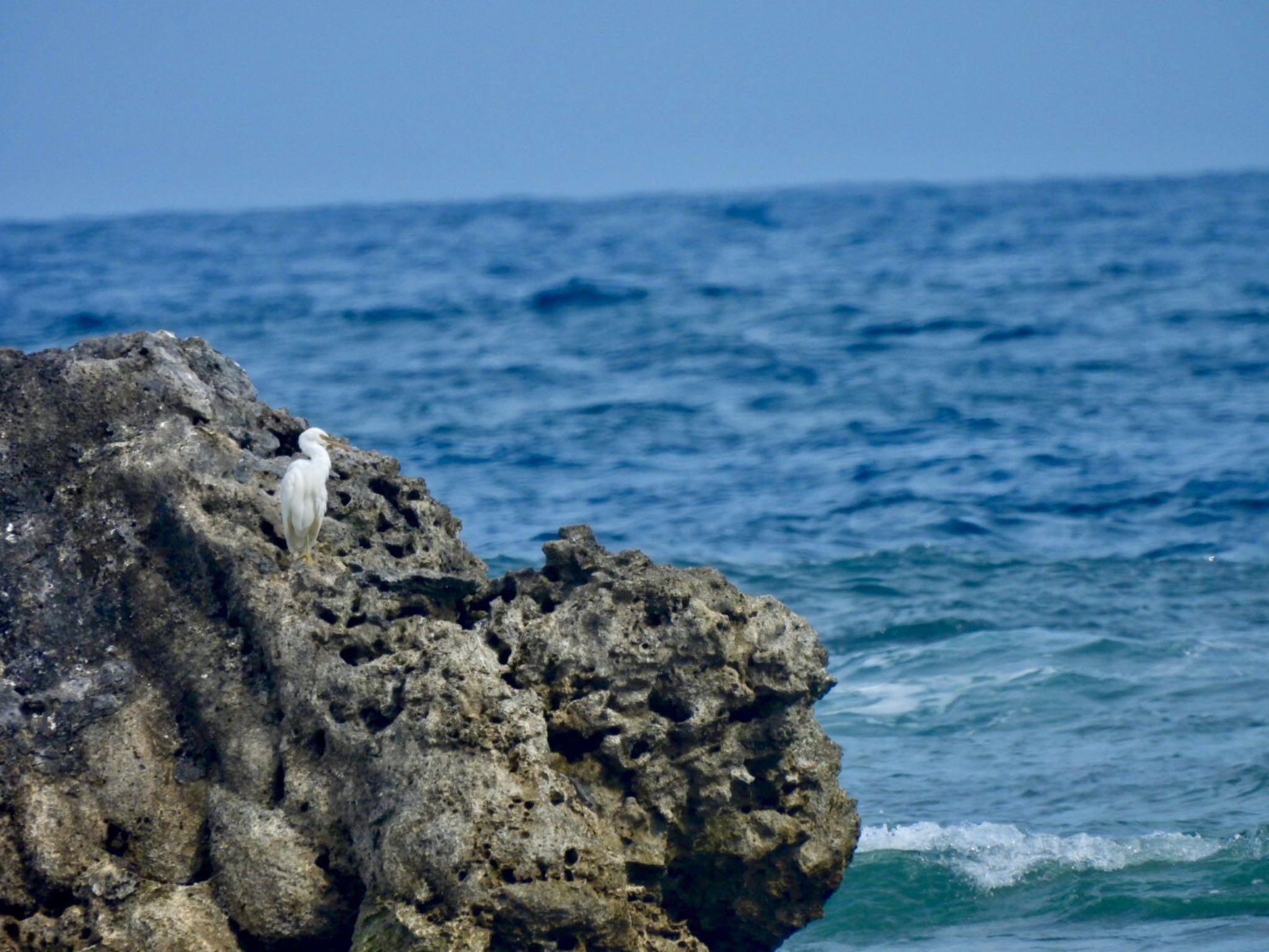 Photo of Pacific Reef Heron at 米須海岸 by カモちゃん