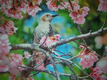 Brown-eared Bulbul 奈良県天理市 Sun, 3/27/2022