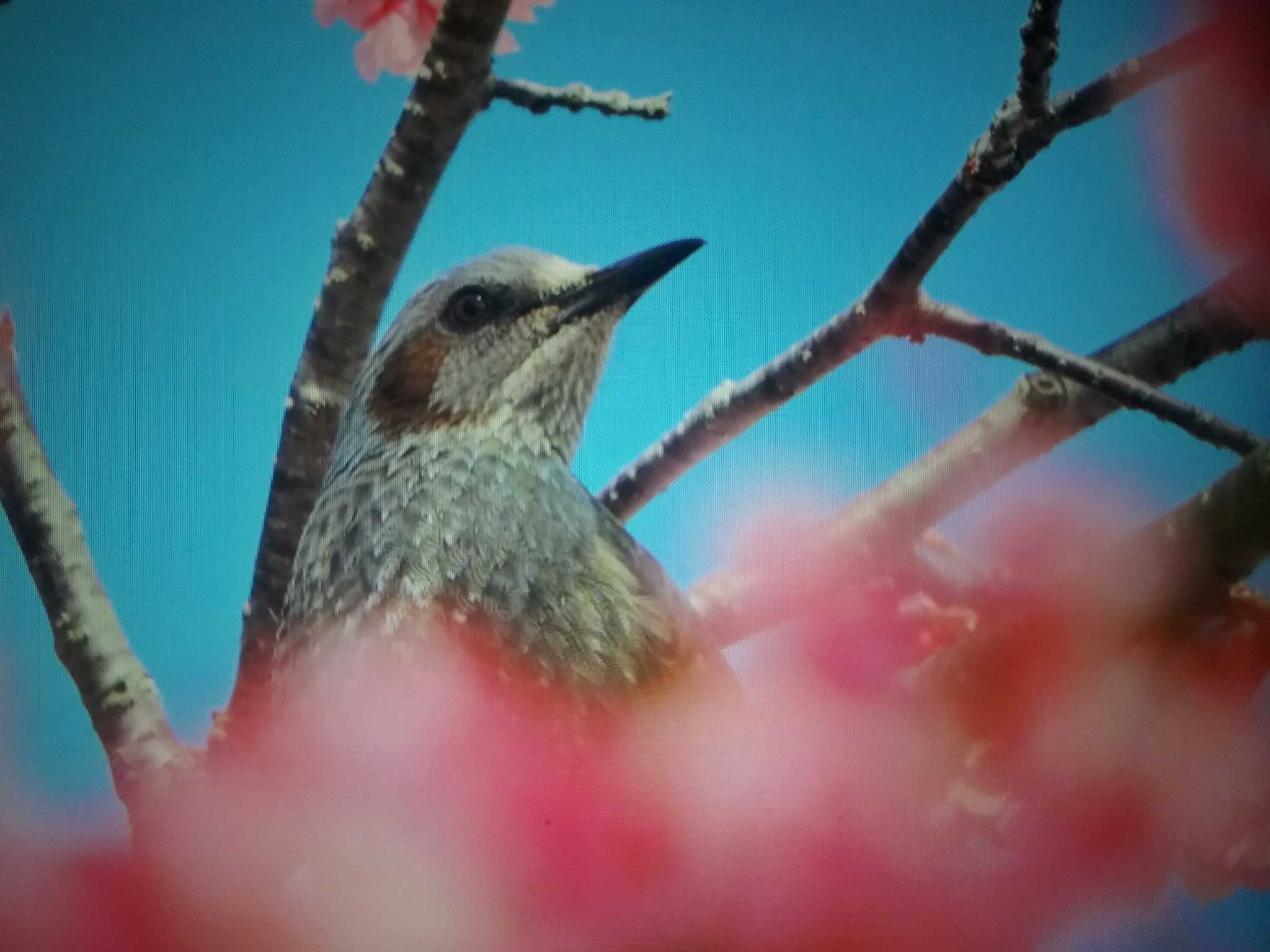 奈良県天理市 ヒヨドリの写真 by おもち