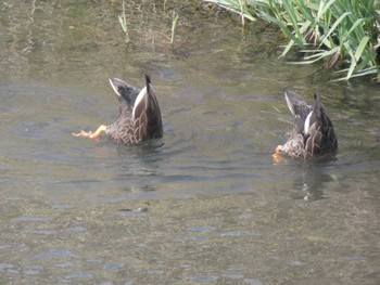 Thu, 3/31/2022 Birding report at 自宅