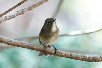 ルリビタキ 昭和記念公園 2022年3月28日(月)