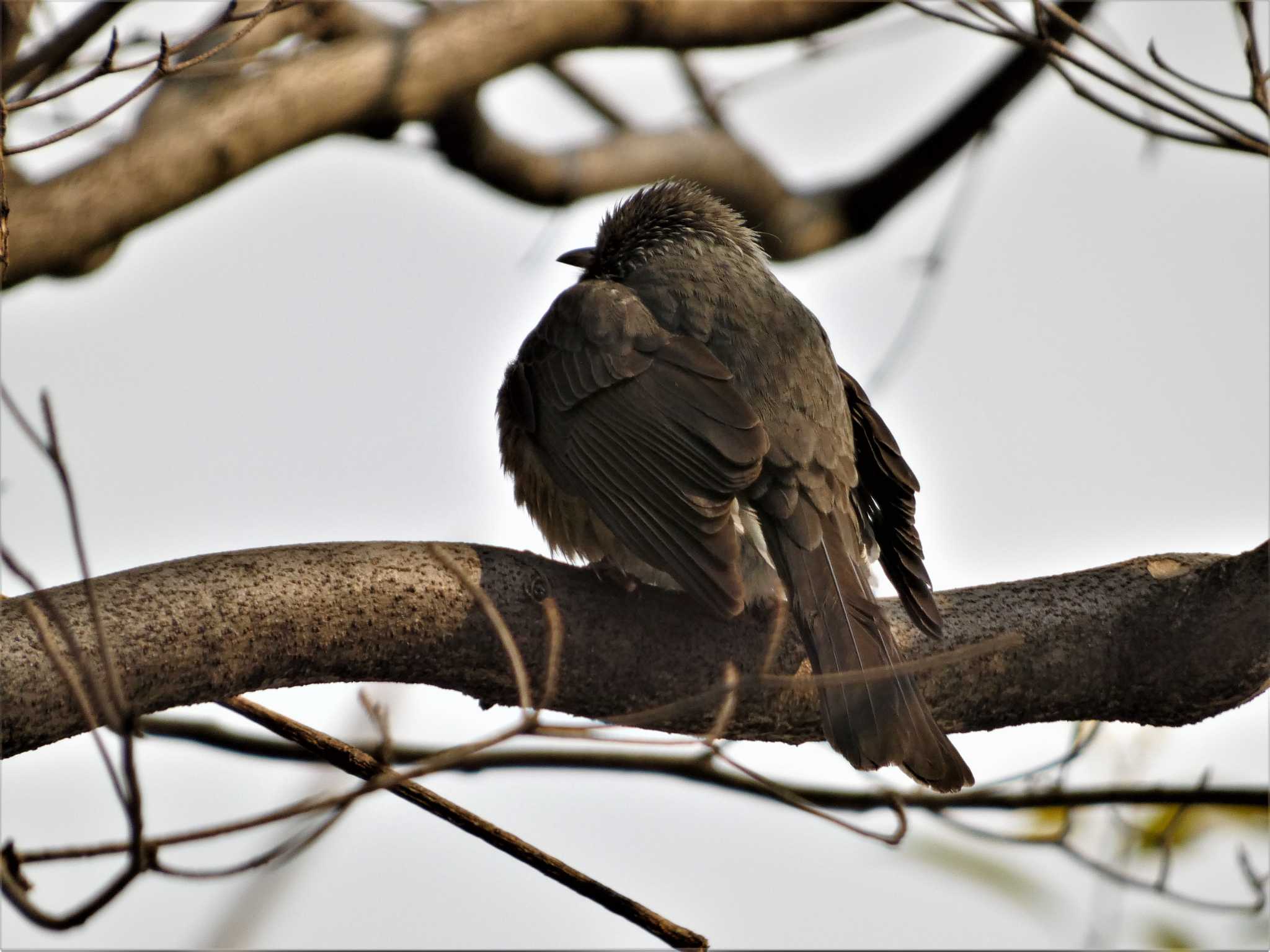 白鳥路 ヒヨドリの写真 by koshi