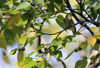 Japanese Leaf Warbler Unknown Spots Sun, 11/5/2017
