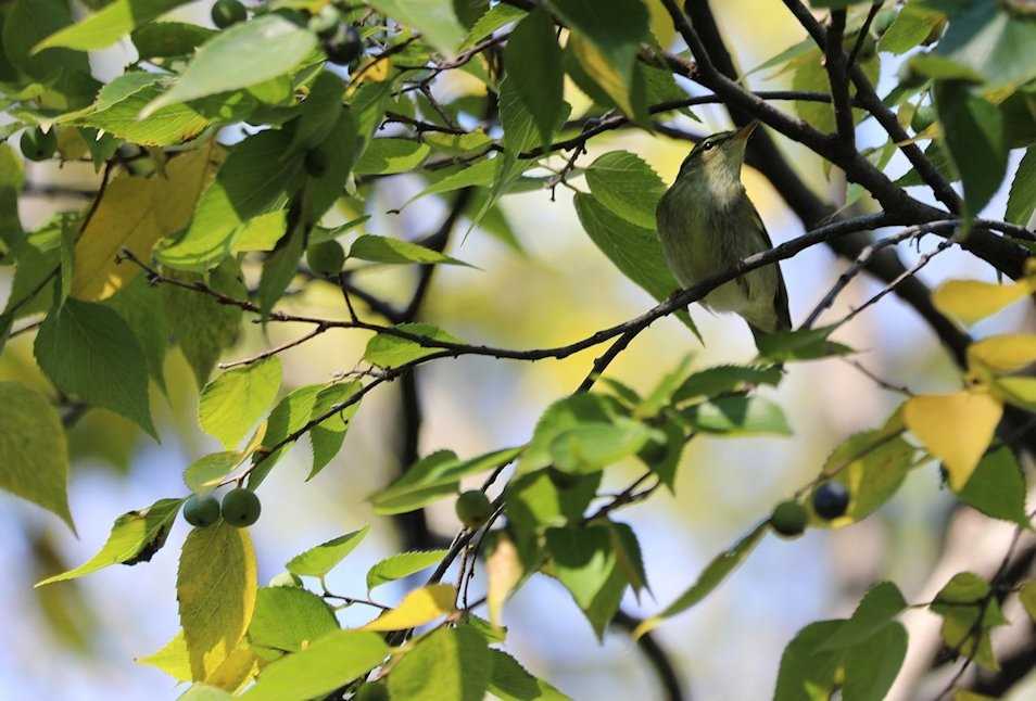 Photo of Japanese Leaf Warbler at 