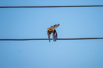 Bull-headed Shrike Unknown Spots Sun, 11/5/2017