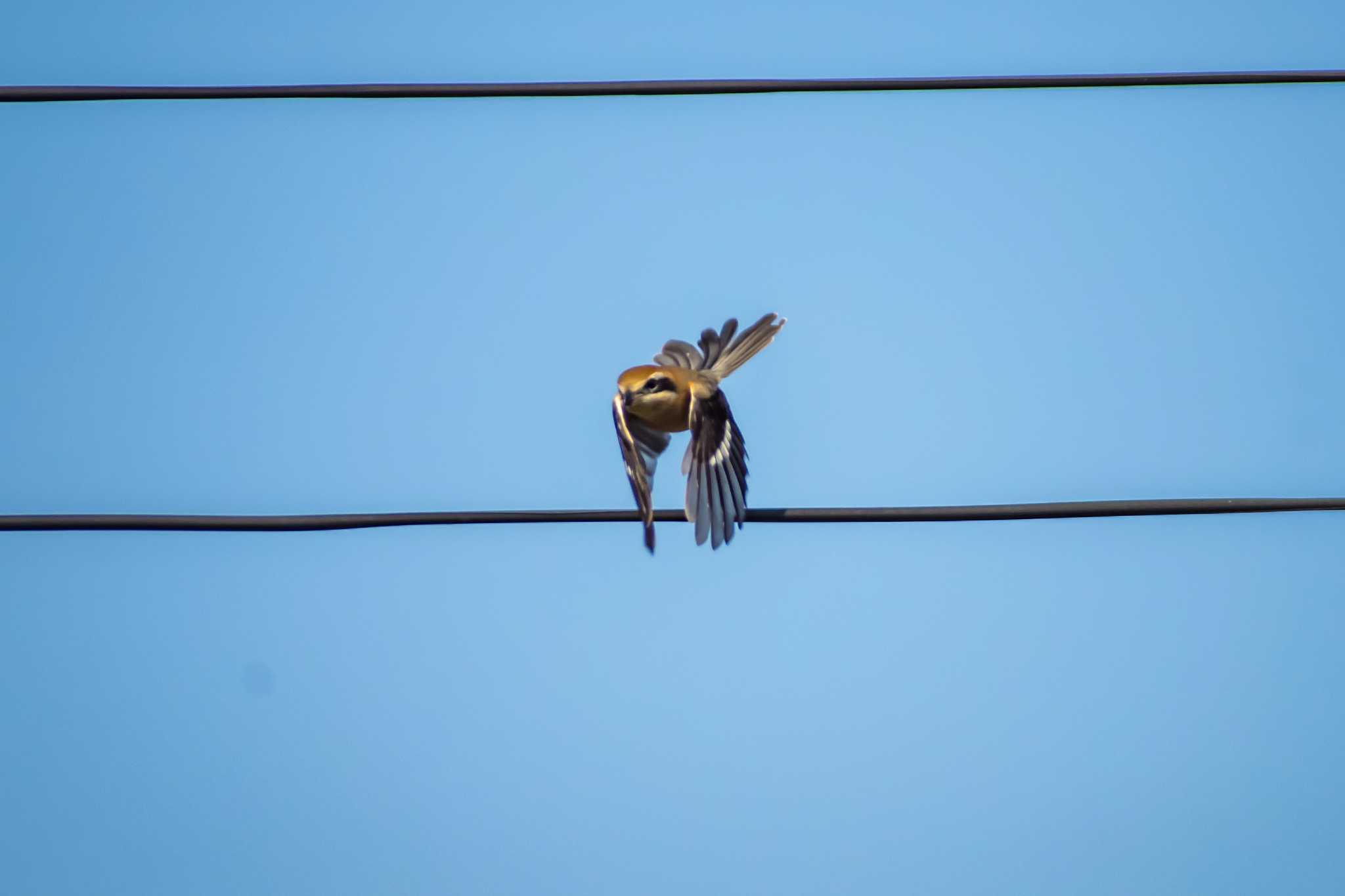 Photo of Bull-headed Shrike at 