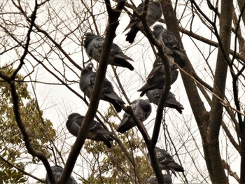 カワラバト 玉川公園 2022年3月2日(水)