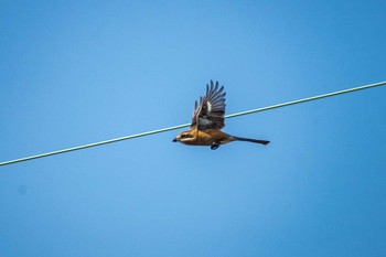 Bull-headed Shrike Unknown Spots Sun, 11/5/2017